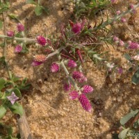 Trichuriella monsoniae (L.f.) Bennet